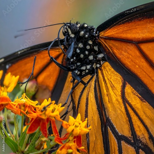 Close up of monarch butterfly with orange and black wings on flowers