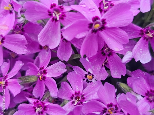 pink flowers background