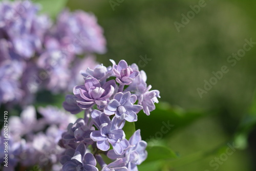 Close-up of delicate lilac flowers on a blurred background