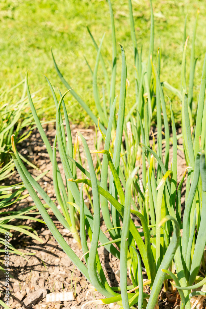 Obraz premium Bulb onion or Allium Cepa plant in Saint Gallen in Switzerland 11.4.2026