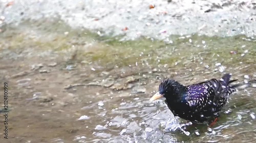 European starling bathing vigorously in shallow water splashing droplets close up

Active starling songbird taking dynamic water bath in natural puddle outdoor context wildlife photography lifestyle.
