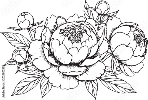 Black and white peony flowers, floral line art, vector illustration, botanical drawing