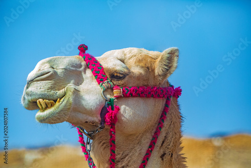 Kamel - Dromedar - Orient - Ägypten - Wüste