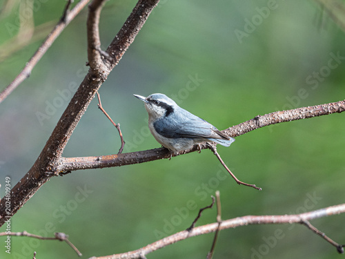 Fotografie Yunan Nuthatch sitting on a branch of tree