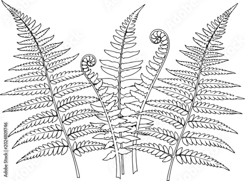 Black and white ferns, fern leaves, botanical illustrations, vector graphics