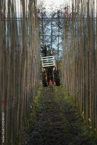 Men working in a tree nursery. On top of a smal narrow horticulture tractor they are pruning young poplar trees. 