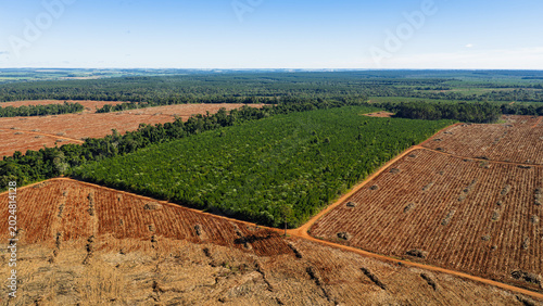 Quadro su tela Large Scale Pine Forestry Harvesting and Reforestation in Misiones Argentina