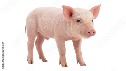 Billede på lærred Adorable baby piglet with light pink skin standing alert, facing forward on transparent background