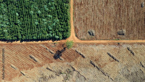 Cuadro en lienzo Aerial View of Harvested Pine Plantation and Reforestation Area in Misiones Arge