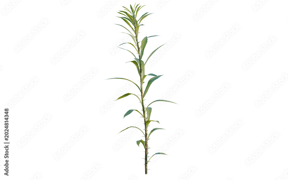 Fototapeta premium Aster subulatus tree, elevation, front view, cutout, transparent background, isolate, Close-up of a vibrant green plant with detailed texture and natural beauty, perfect for botanical art.