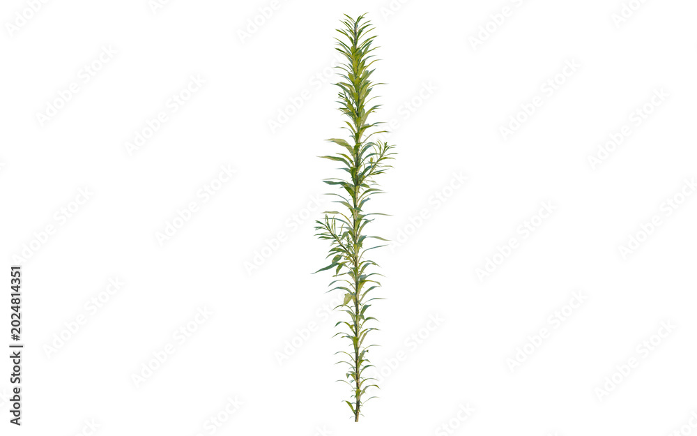 Fototapeta premium Aster subulatus tree, elevation, front view, cutout, transparent background, isolate, Detailed close-up of a vibrant green fern leaf with intricate patterns and textures.