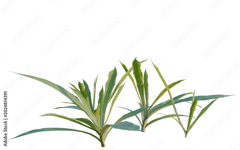 Fototapeta premium Aster subulatus tree, elevation, front view, cutout, transparent background, isolate, Close-up of a vibrant green leaf, detailed texture showcasing nature's beauty and freshness.