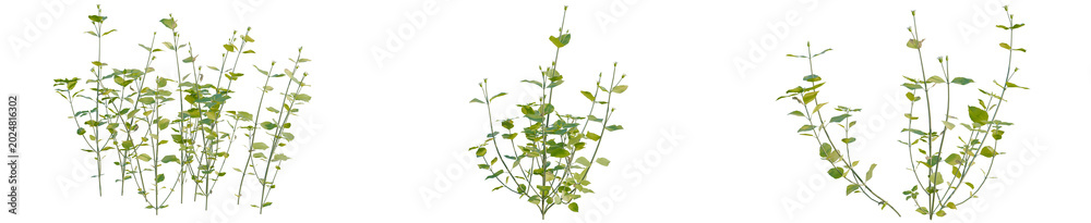 Naklejka premium Stellaria media tree, elevation, front view, cutout, transparent background, isolate, Delicate green plant leaves with a soft focus background, perfect for nature themes.