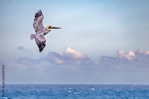 Bilde på lerret brown pelican gliding over the ocean with wings fully extended in natural coasta
