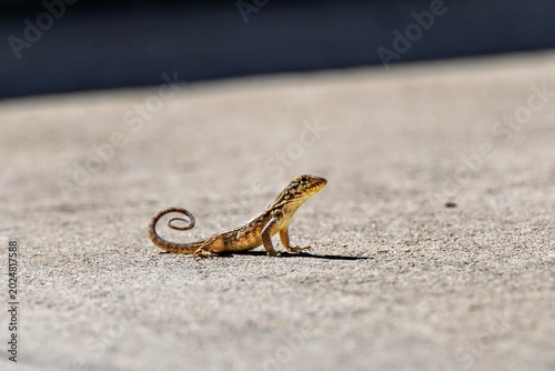 Obraz na płótnie Brown anole lizard on sunlit concrete surface
