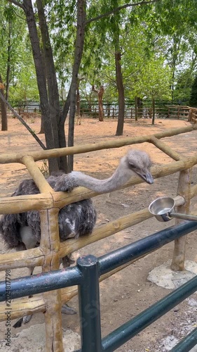 Guests feed an ostrich at the zoo