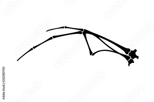 Tableau sur toile Bat Wing Skeleton: An anatomical illustration depicts the delicate skeletal structure of a bat's wing, showcasing its intricate bone arrangement and membrane support