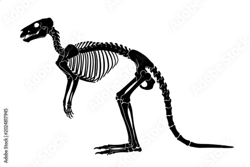 Tableau sur toile Kangaroo Skeleton Illustration: A detailed illustration of a kangaroo skeleton, showcasing its unique skeletal structure with powerful hind legs and a long tail