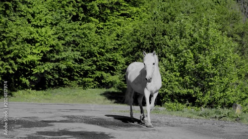 White Horse Walking on Country Road with Green Forest Background