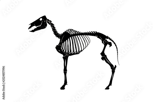 Tableau sur toile Horse Skeleton Anatomy: A detailed black and white illustration of a horse skeleton, showcasing the intricate bone structure and articulation, perfect for educational and scientific purposes