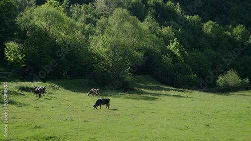 Cows Grazing on Green Meadow Near Lush Forest in Summer