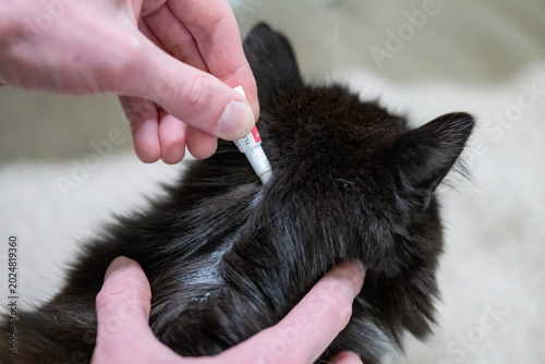 Cuadro en lienzo Applying antiparasitic treatment to cat fur for flea and tick prevention during