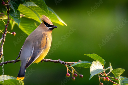 Картината върху платно Cedar Waxwing Perched in Mulberry Tree at Dawn, Central Park, New York City