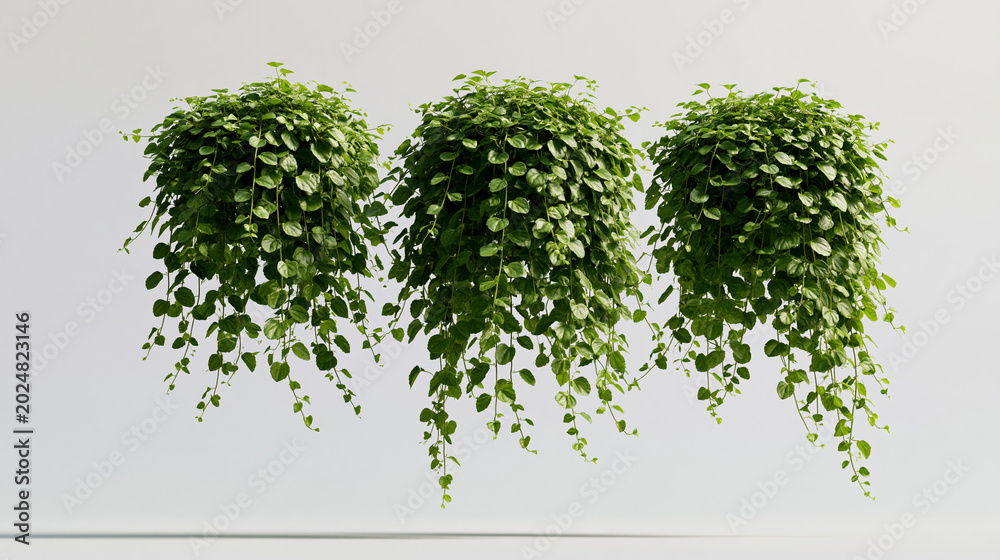 Fototapeta premium Group of Dichondra creeper plants isolated on a transparent background, 3D render botanical concept, with copy space
