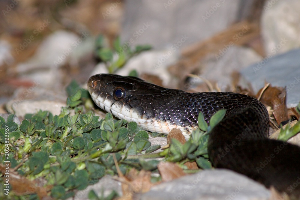 Obraz premium Close-Up Black Snake Head Turned Away Looking Left on Rocks and Foliage