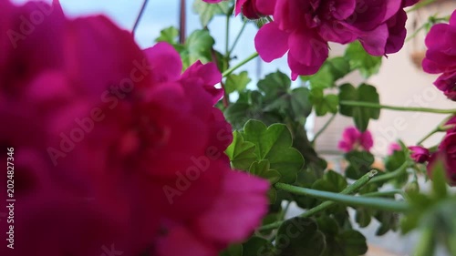 Red Flowers on Balcony in Slow Motion Breeze