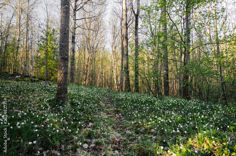 Fototapeta premium Spring forest meadow with blooming wood anemones and fresh green trees in Finland countryside