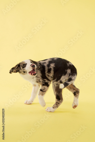 A puppy dog walks carefully in colorful studio lighting. Yellow backdrop creates cheerful commercial pet photography composition.