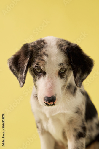 A puppy dog looks curiously in studio portrait lighting. Yellow backdrop and soft fur create friendly commercial pet photography mood.