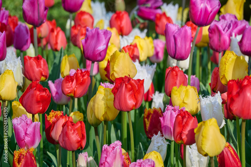 Foto tulip mix with many different colors, white, yellow, red, pink and purple