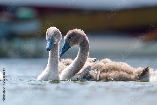 Tableau sur toile Closeup portrait of two young mute swans