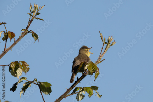 Melodious warbler (Hippolais polyglotta) singing from a thorny bramble bush under a bright blue sky