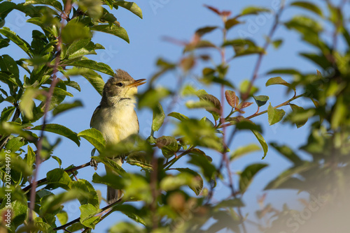Melodious warbler (Hippolais polyglotta) framed by green leaves singing enthusiastically on a tree branch