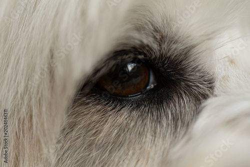 Schilderij op canvas ojo, perro, animal de compañia