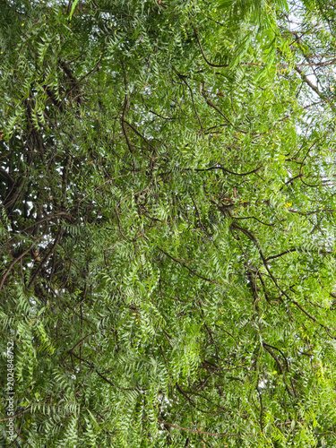 Full frame background of dense green neem tree leaves and branches fresh foliage texture for skincare and nature concept.