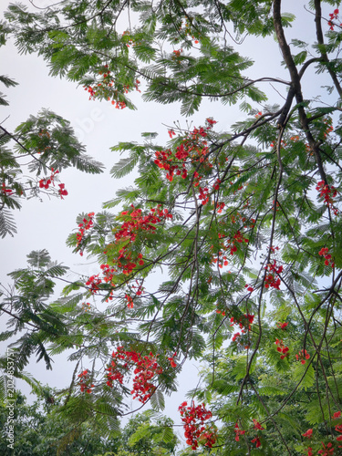 Vibrant red Krishna Chura flowers or Royal Poinciana blossoms on green tree branches against soft sky background tropical flame tree flamboyant foliage for nature and summer concept.