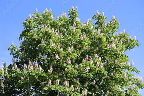 Blooming horse chestnut (Aesculus hippocastanum) tree top covered with white candle-like flowers against a clear blue sky on a sunny spring day