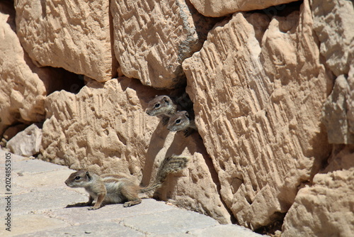 Obraz na plátně Barbary Ground Squirrels on Fuerteventura
