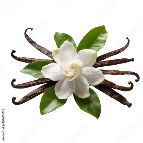 Fotografi Isolated aromatic vanilla beans and an elegant white gardenia flower with vibran