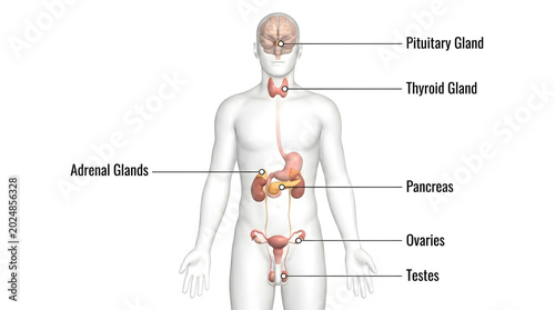 Anatomical illustration of the human endocrine system, labeling key glands involved in hormone production and regulation