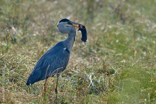 Bild auf Leinwand great heron caught a mole