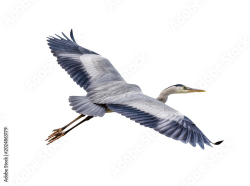 Photos Isolated graceful grey heron soaring in majestic flight with wings fully outstre