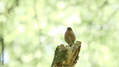 Common Chaffinch bird sitting on a branch and sing ( Fringilla coelebs )