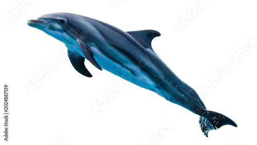 Fényképezés Isolated graceful bottlenose dolphin, a beautiful marine mammal, leaping dynamically
