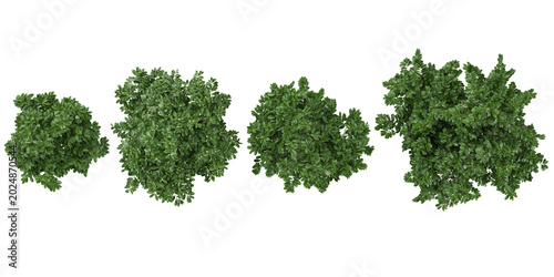 Tableau sur toile Collection of Prunus plants on transparent background from the top view