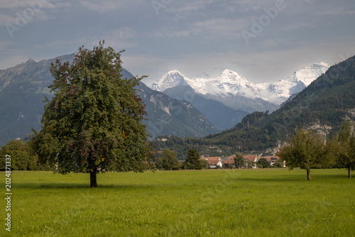 Green meadow with snowcapped eiger mönch jungfrau mountains